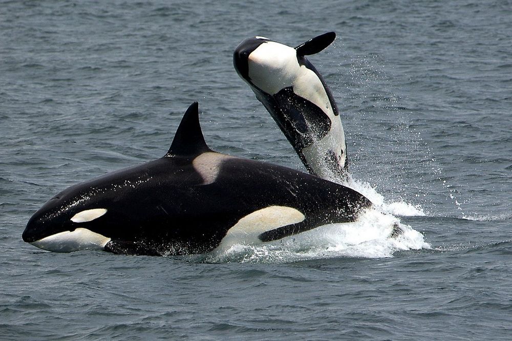 Jonge orka's hebben meer kans om te overleven als hun oma voor ze zorgt
